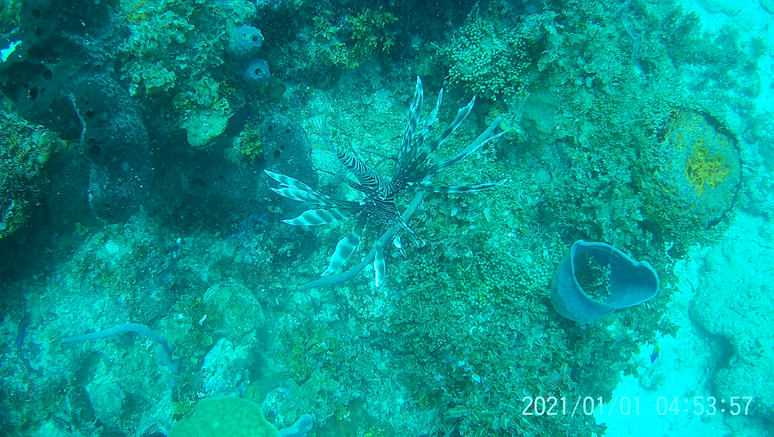 Dive More Spend Less