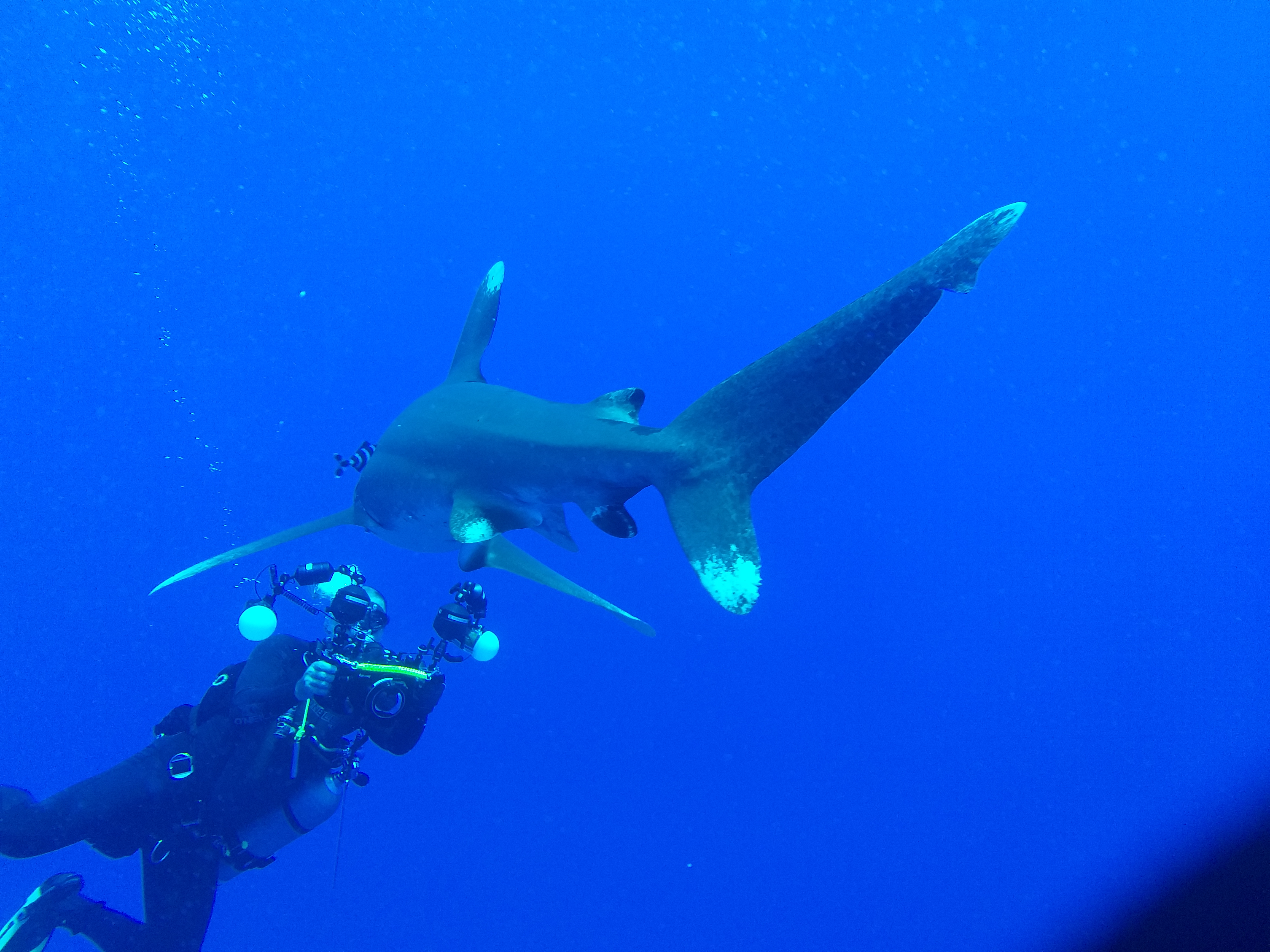 Dive More Spend Less