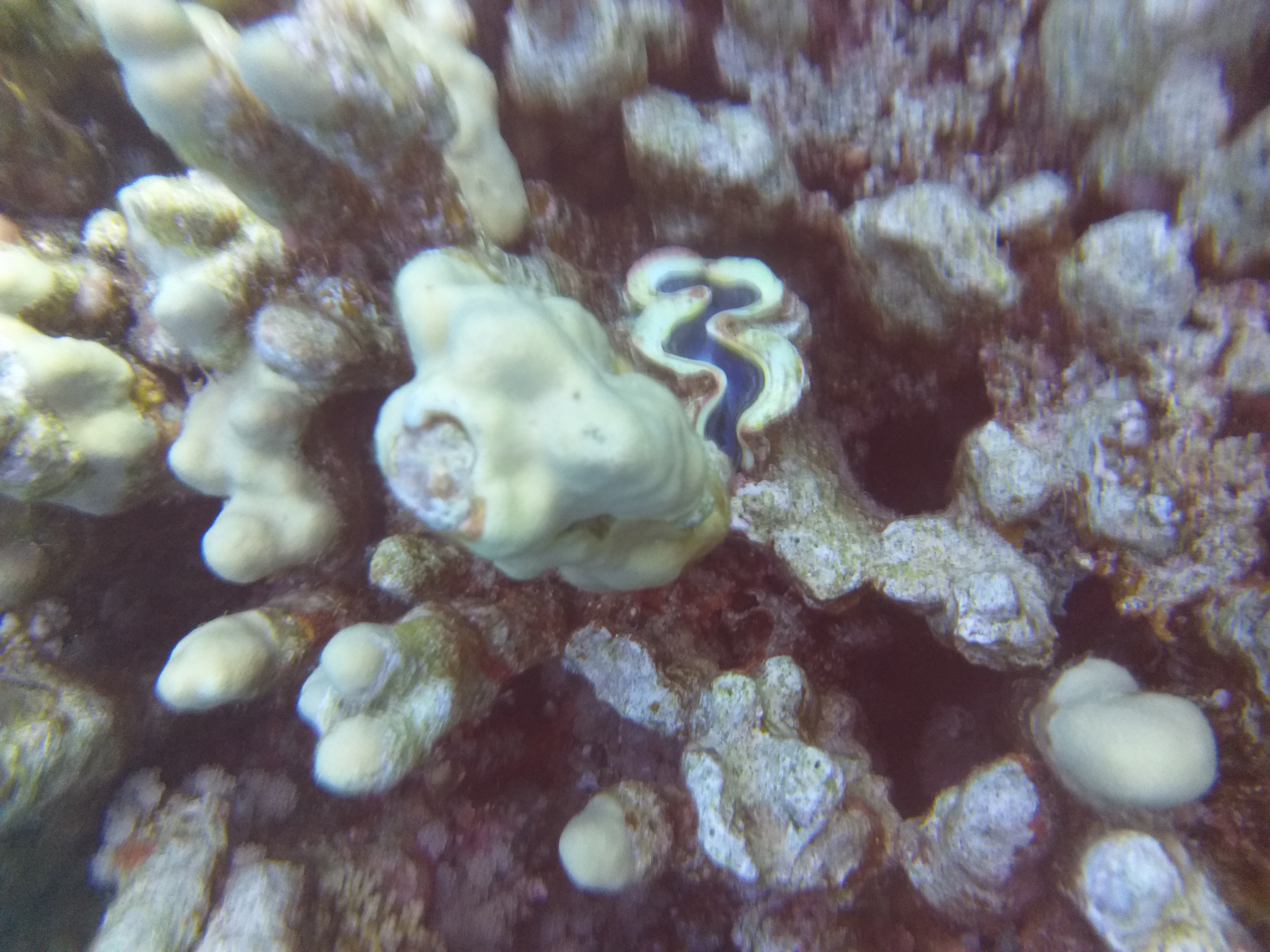 Dive More Spend Less