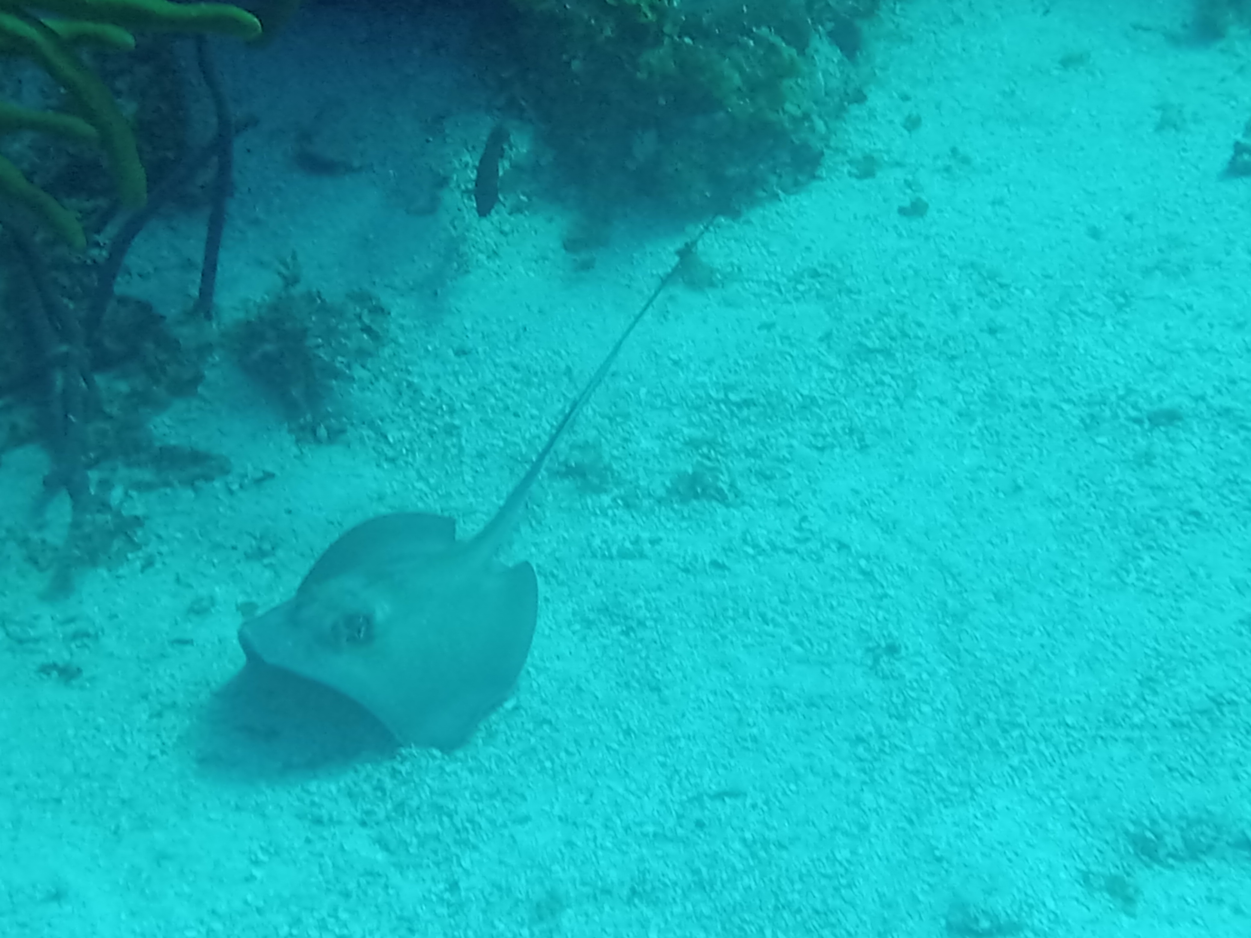 Dive More Spend Less