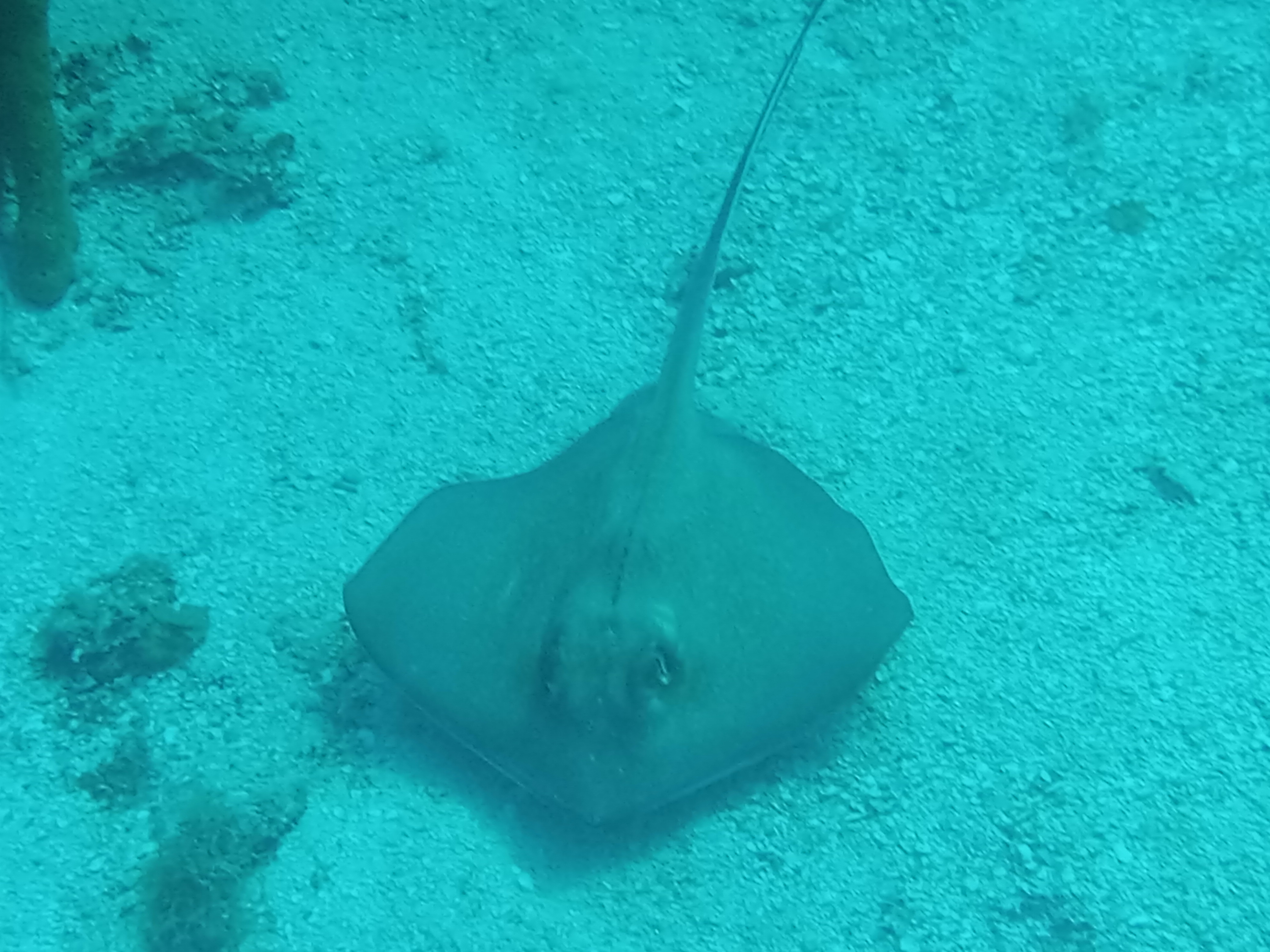 Dive More Spend Less