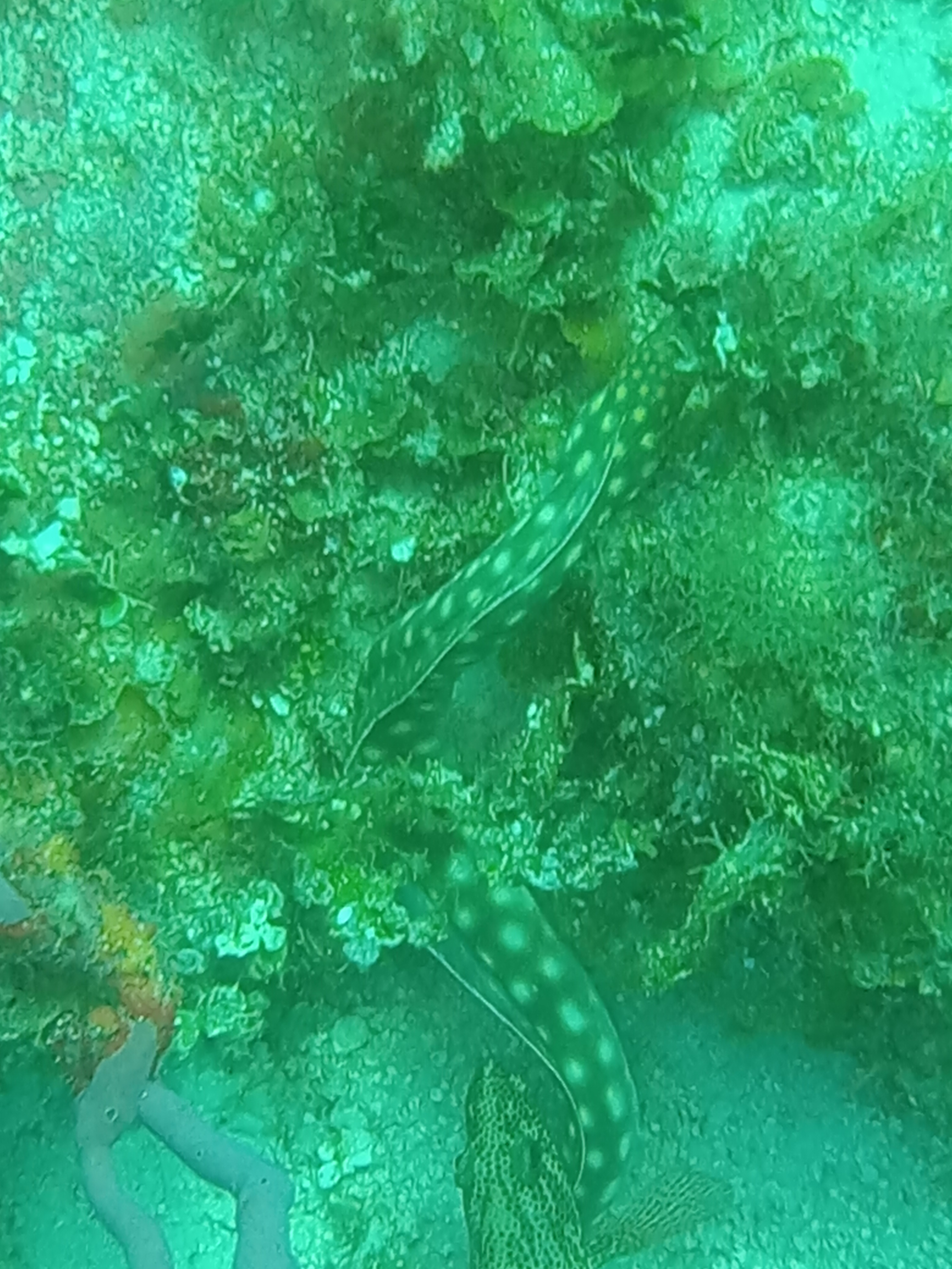 Dive More Spend Less