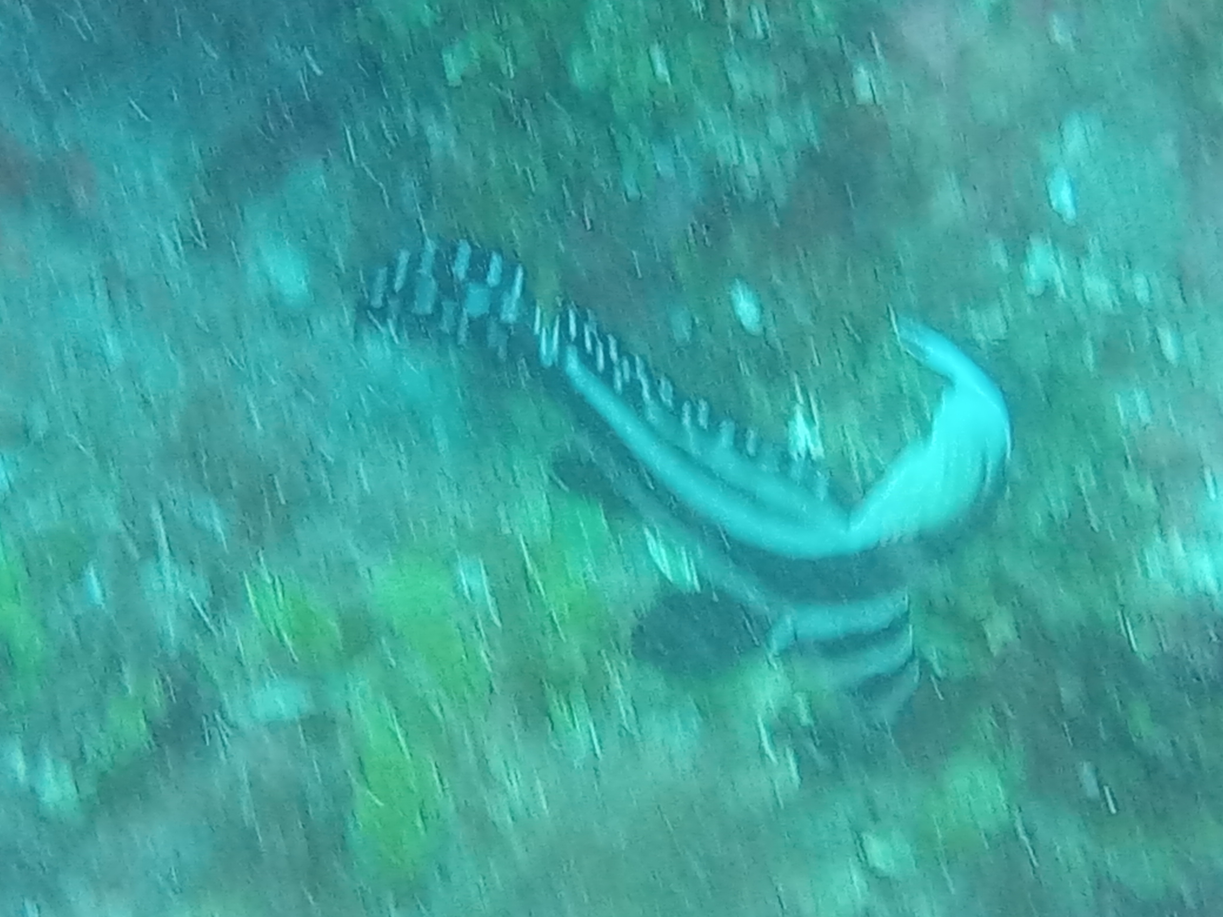 Dive More Spend Less