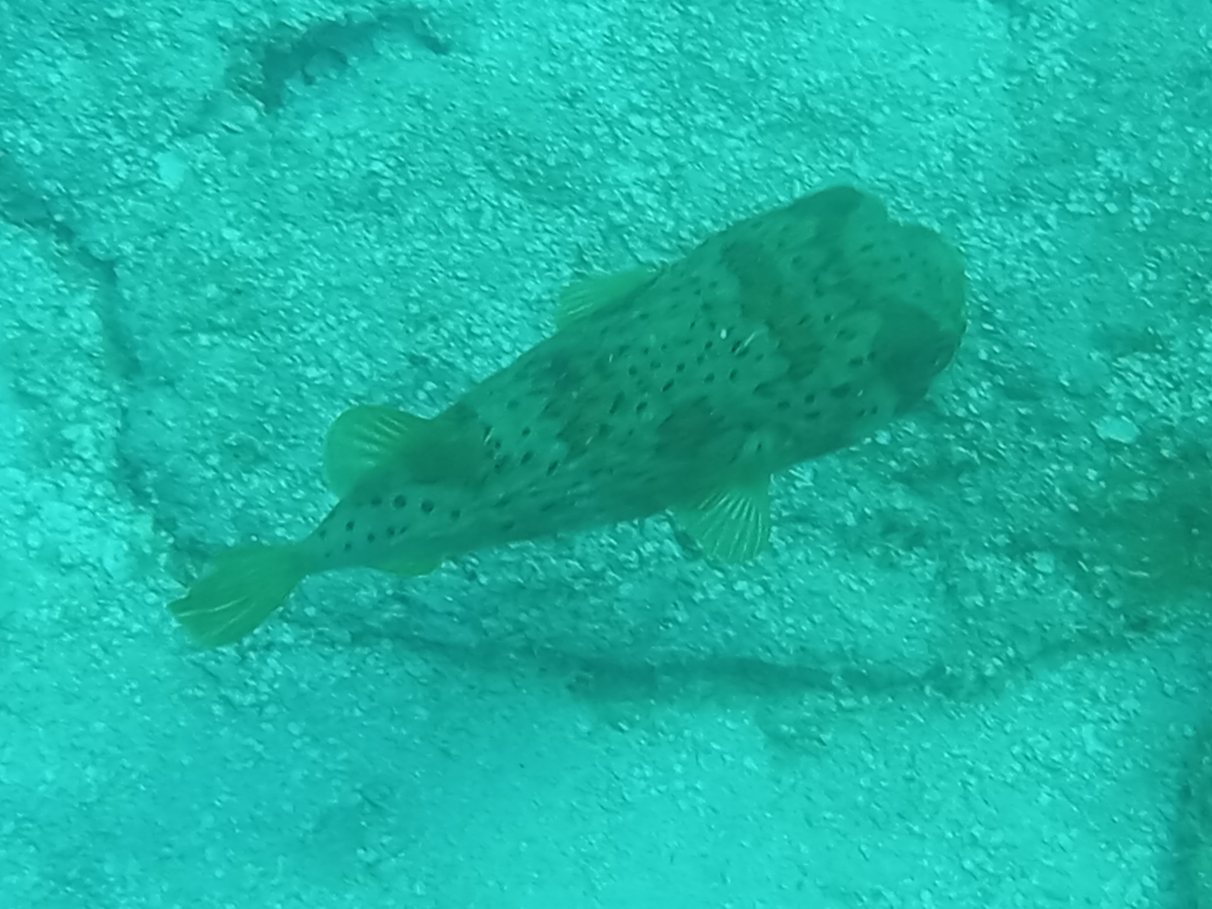 Dive More Spend Less