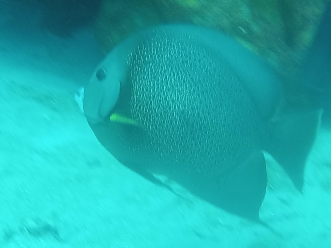 Dive More Spend Less