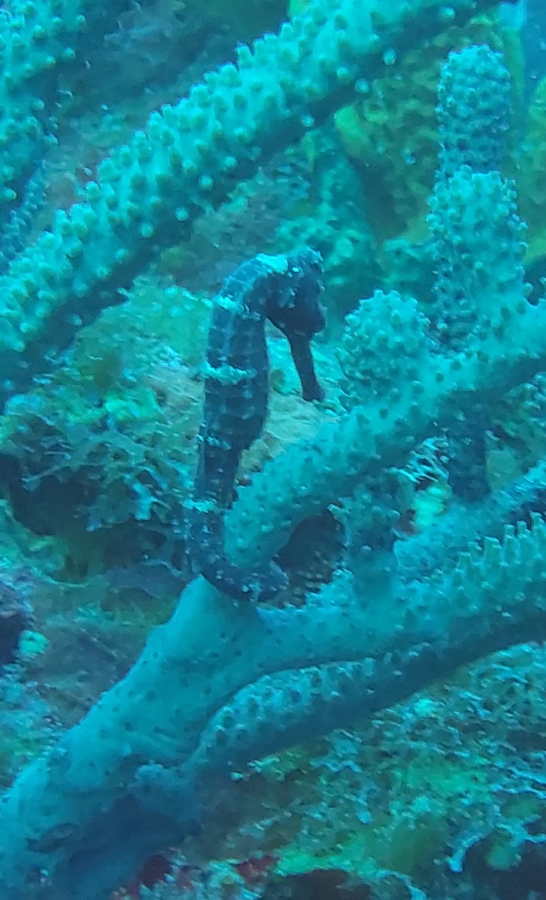 Dive More Spend Less