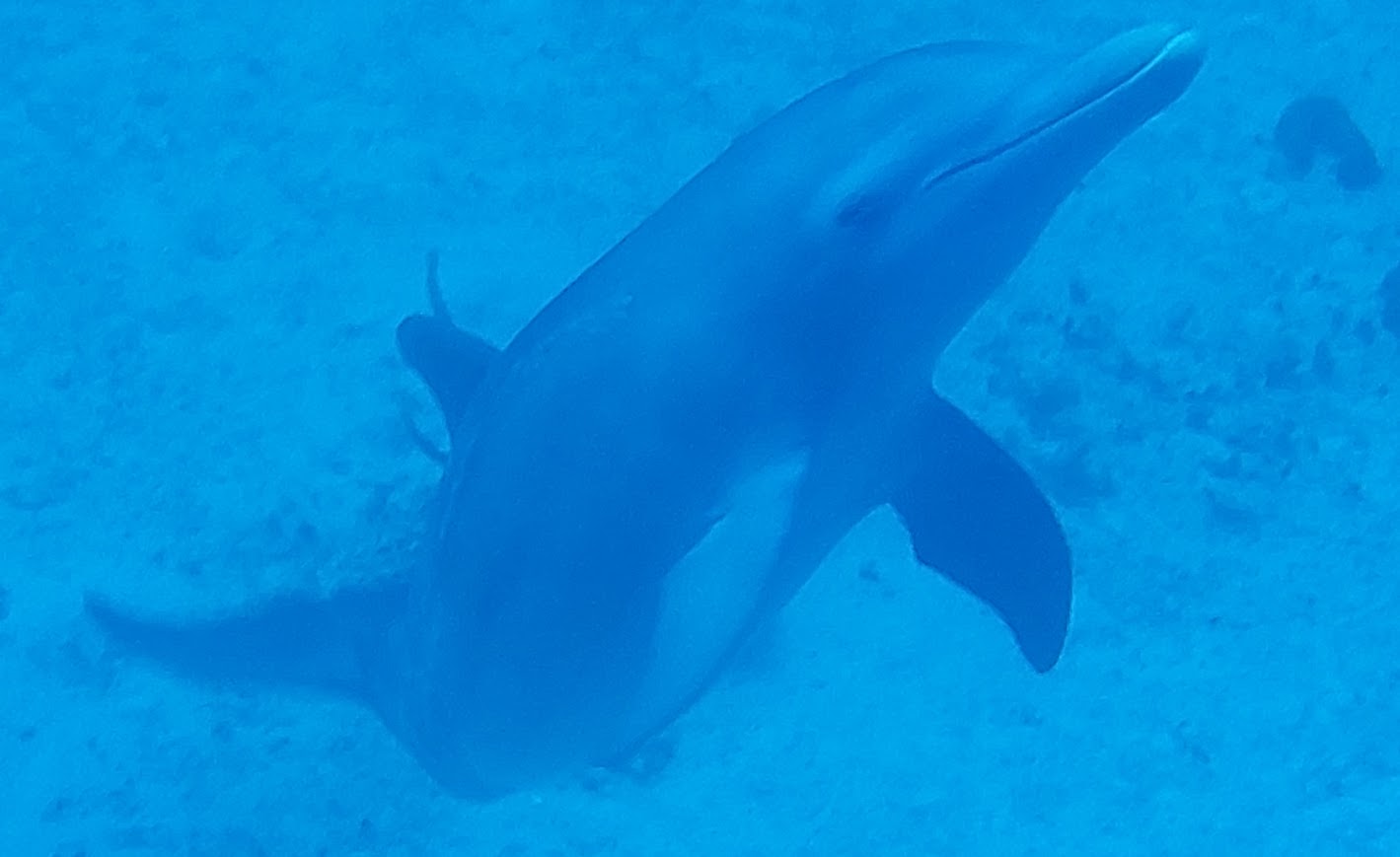 Dive More Spend Less