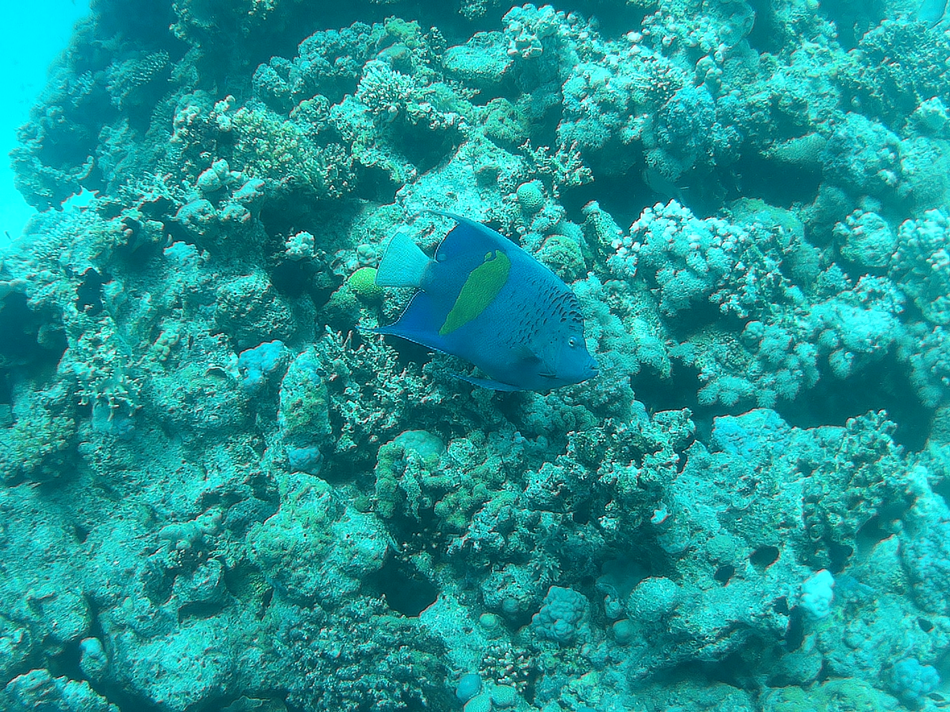 Dive More Spend Less