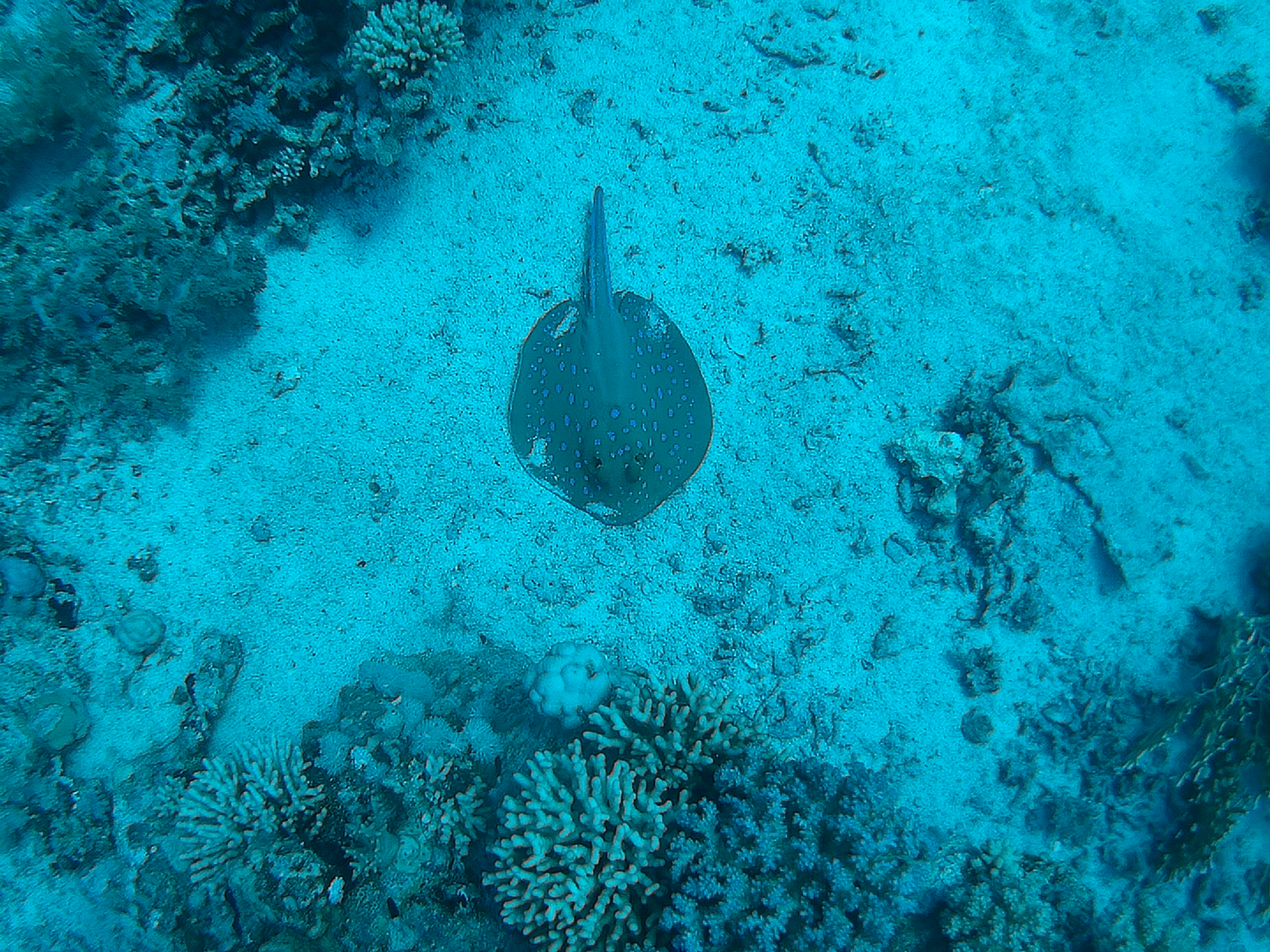 Dive More Spend Less