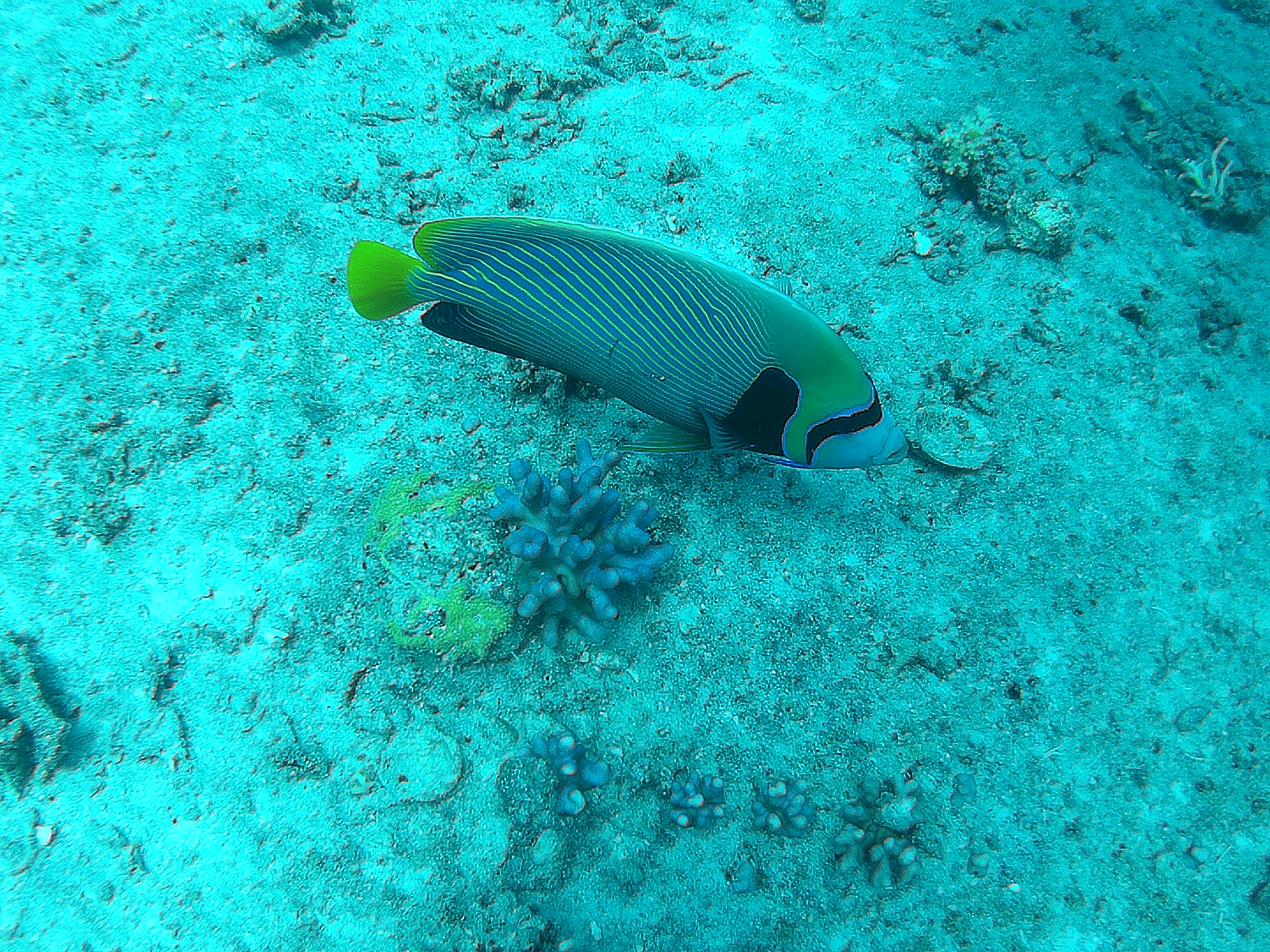 Dive More Spend Less