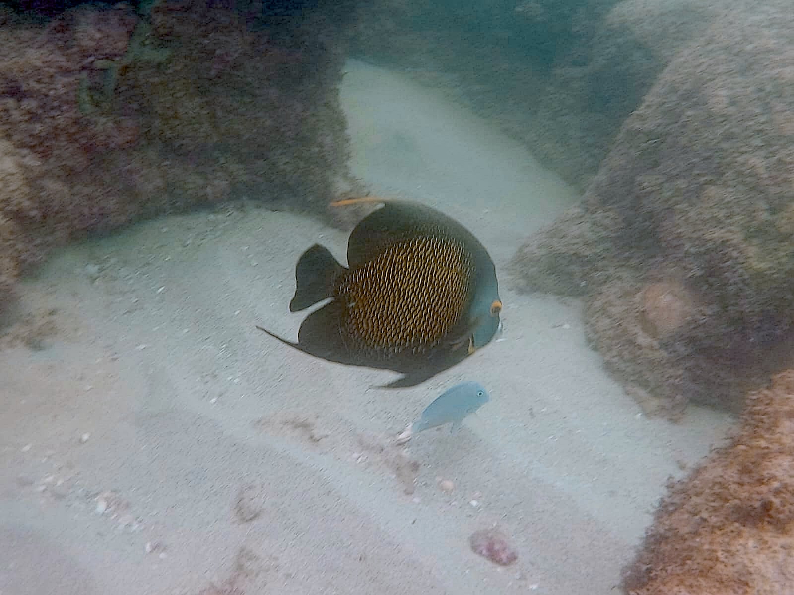 Dive More Spend Less