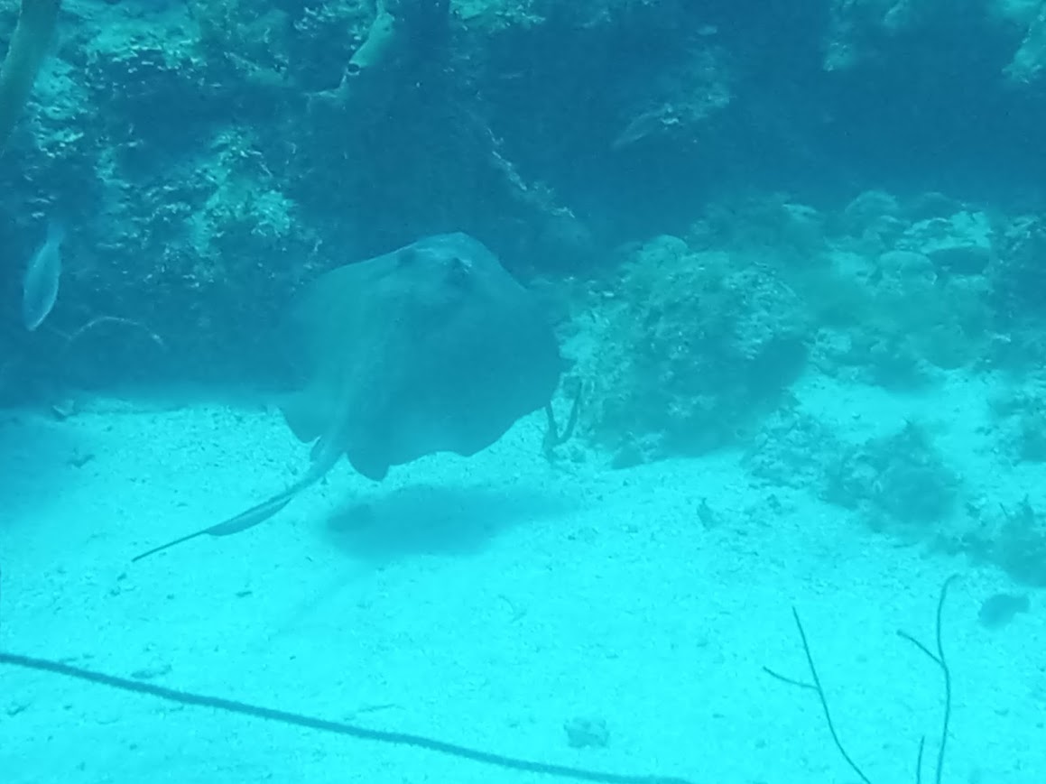 Dive More Spend Less