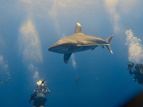 Dive More Spend Less