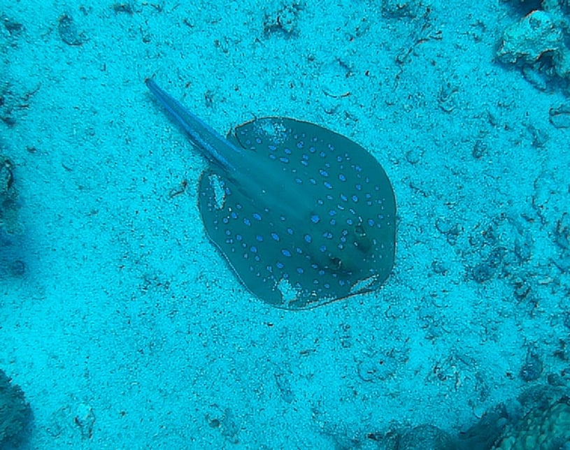 Dive More Spend Less