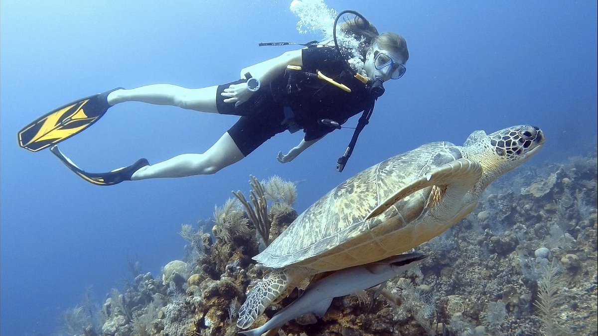 Dive More Spend Less