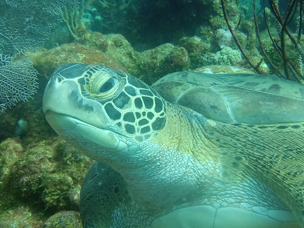 Dive More Spend Less